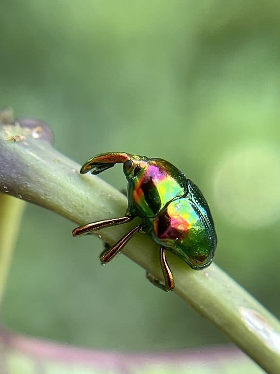 Shiny Green Beetle Identification