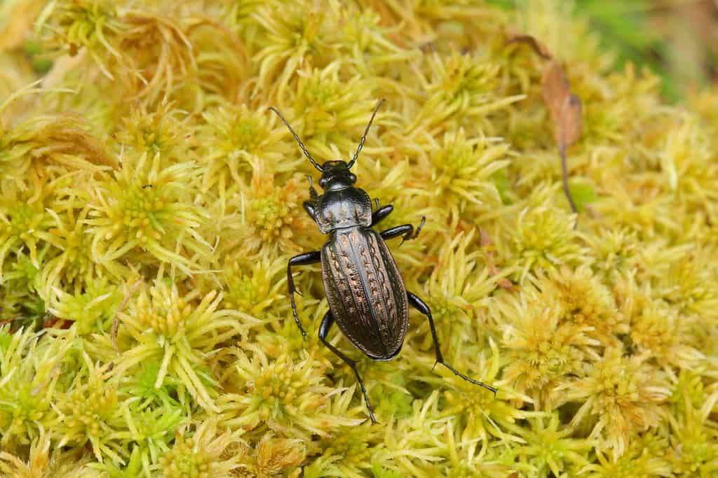 European Ground Beetle