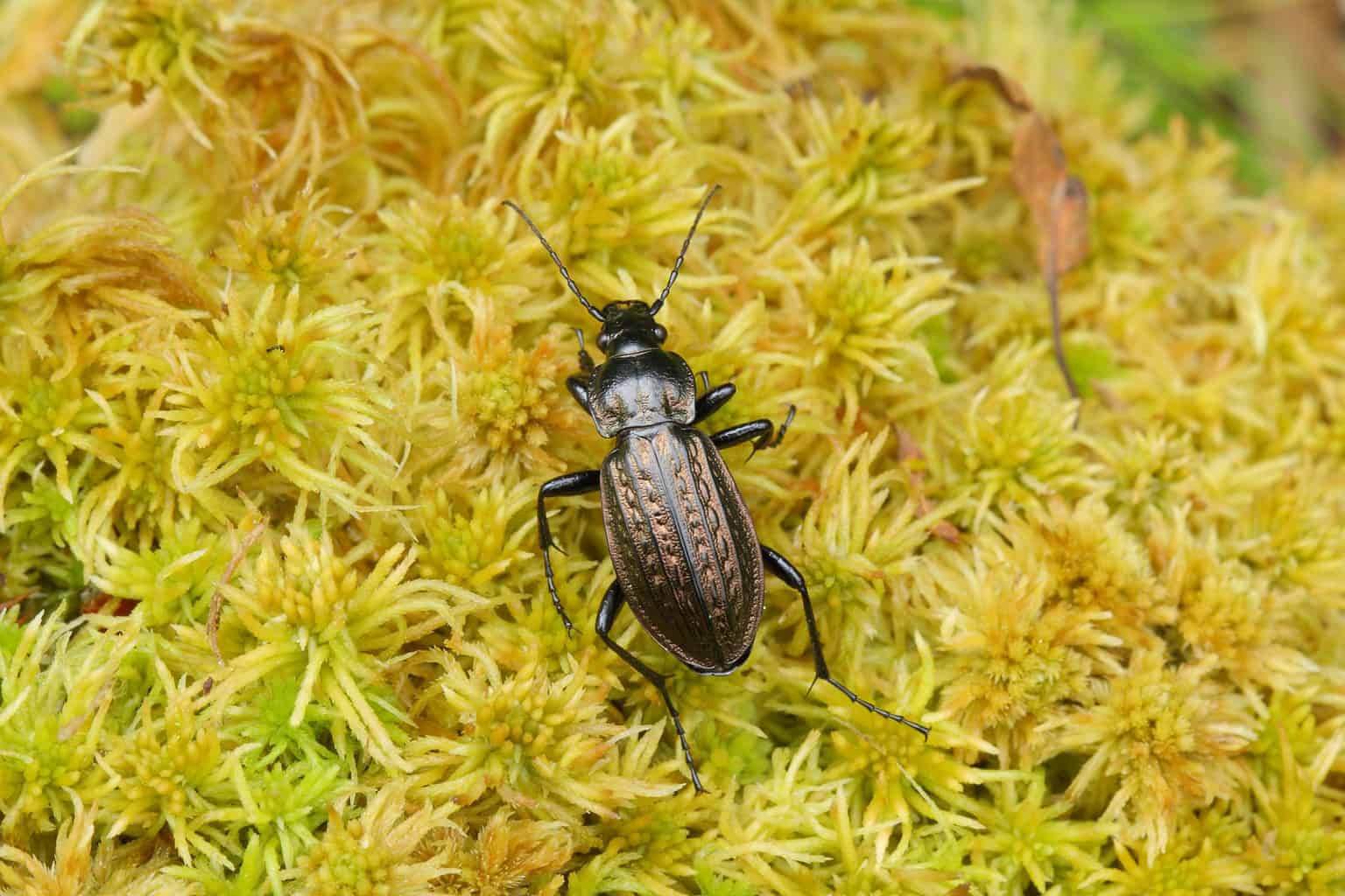 Ten Beetles Native to California - A-Z Animals