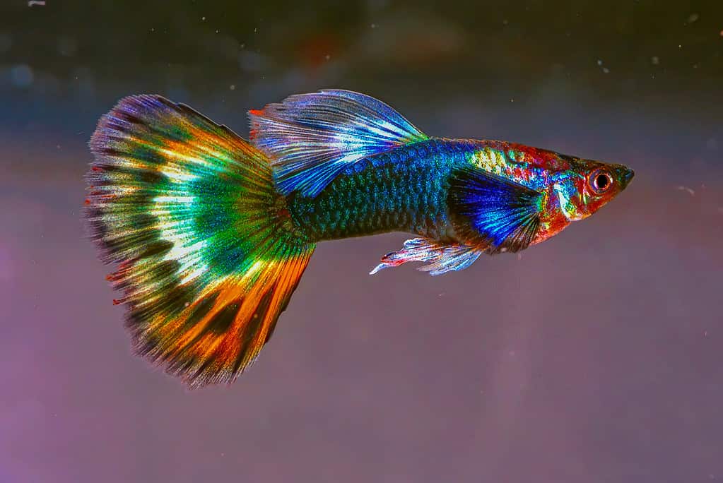 Colourful cold outlet water fish