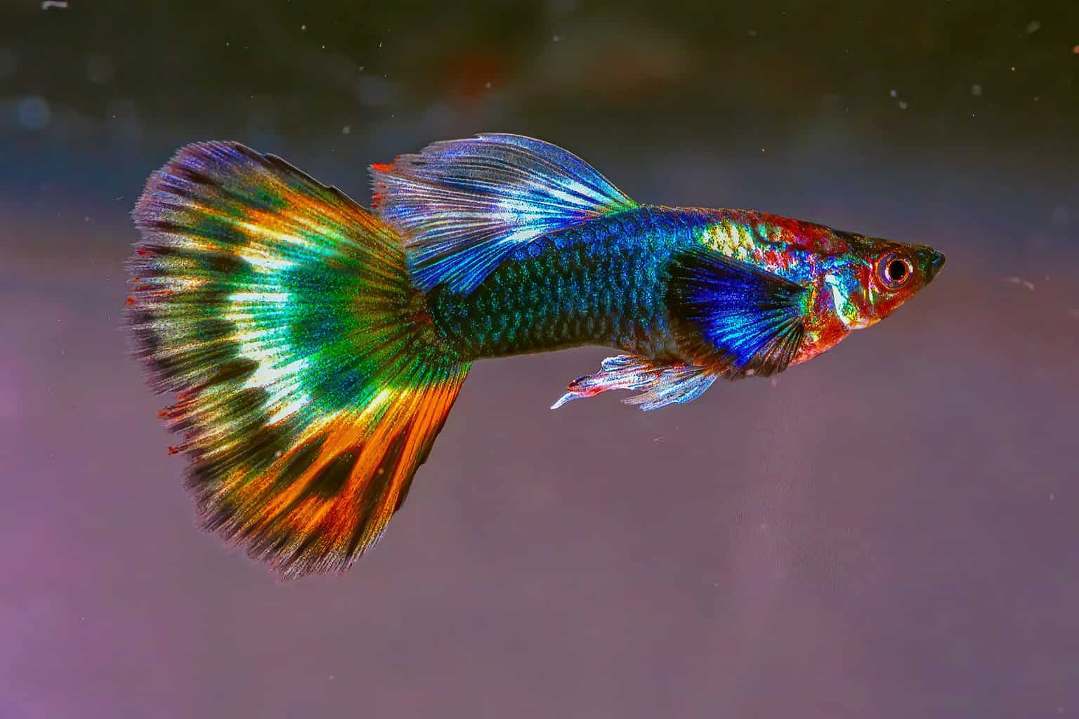 20 Beautiful Types Of Guppy Fish A Z Animals 20 Beautiful Types Of Guppy Fish A Z Animals