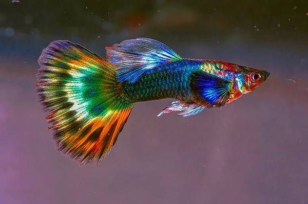 20 Beautiful Types Of Guppy Fish - A-Z Animals