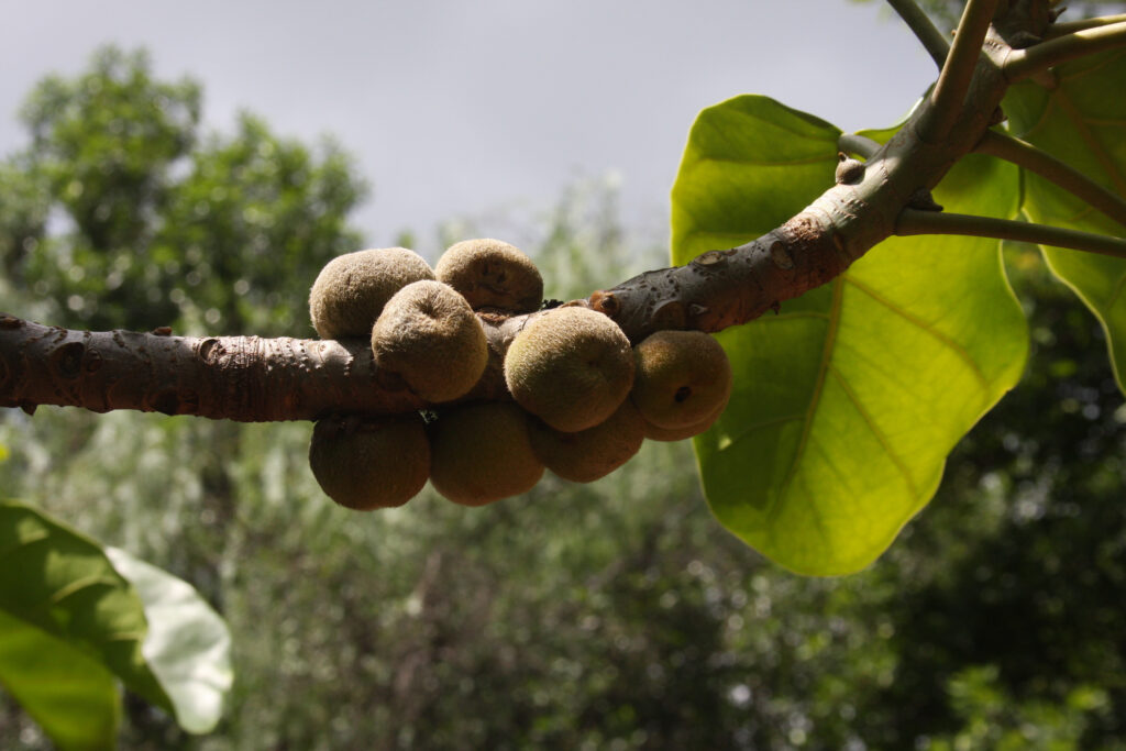 Fiddle leaf fig fruit