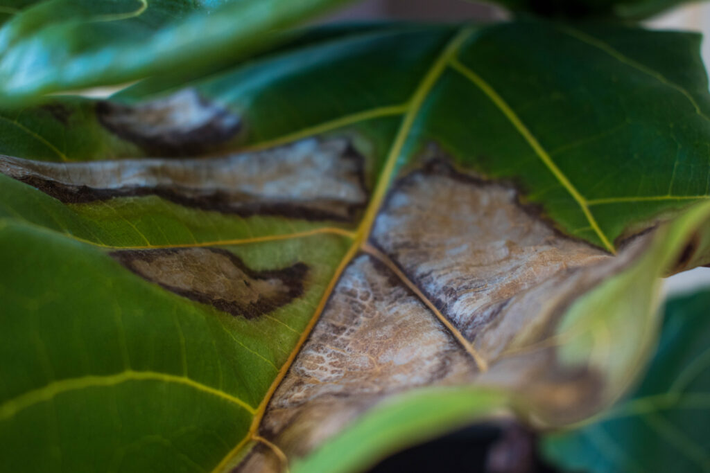 fiddle leaf fig plant