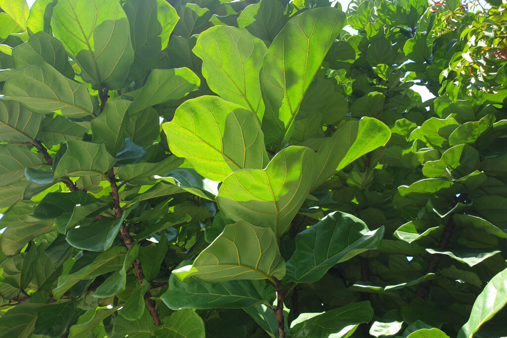 fiddle leaf fig tree