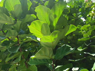 A Do Fiddle Leaf Fig Plants Produce Fruit?