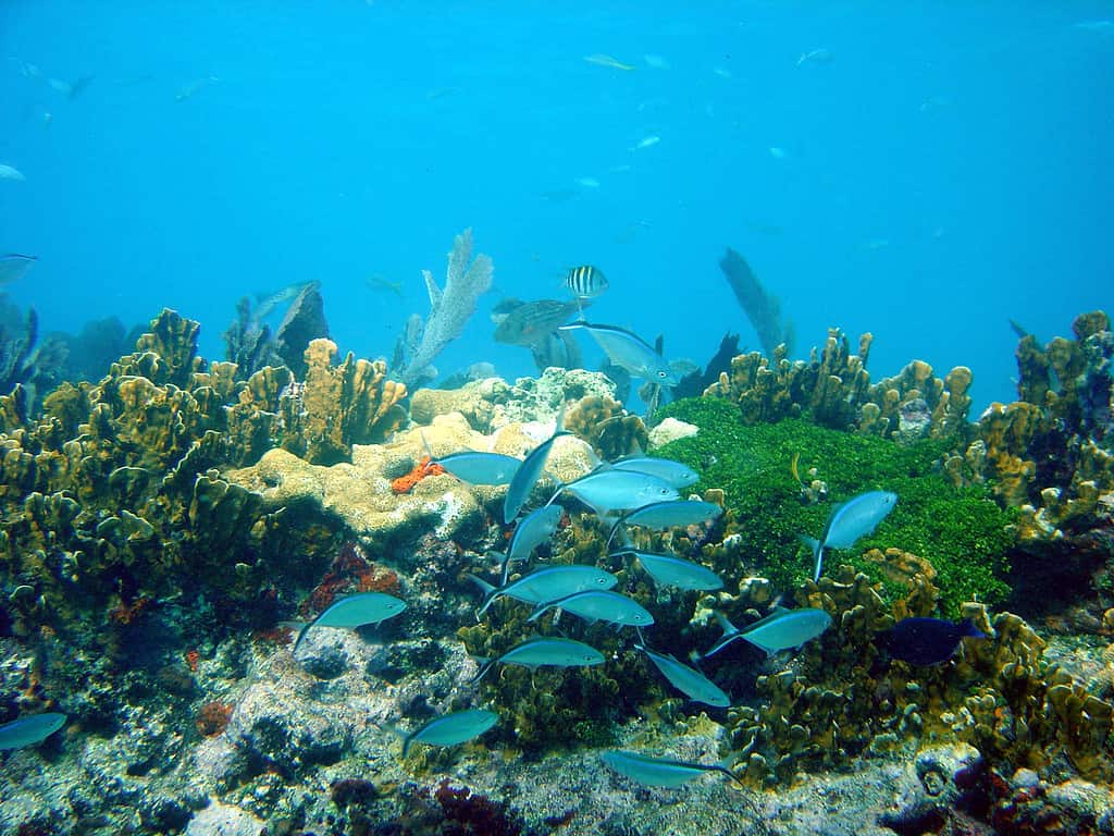 Fish and corals in John Pennekamp Marine Park