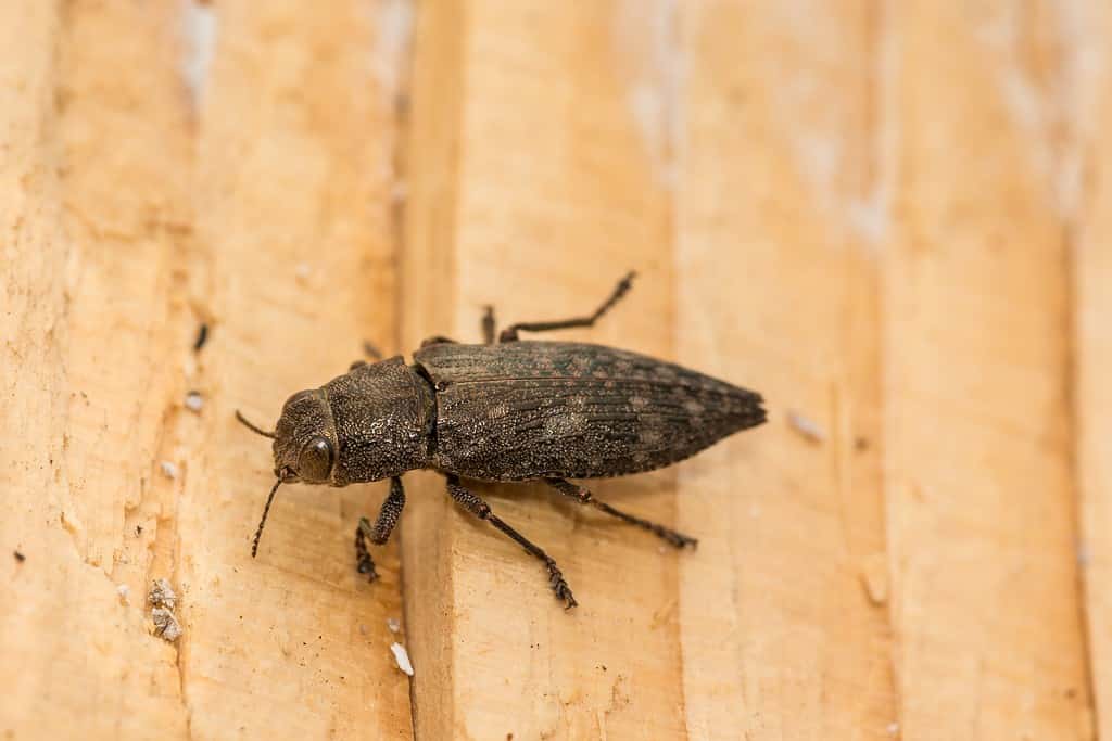 Flathead Hardwood Borer