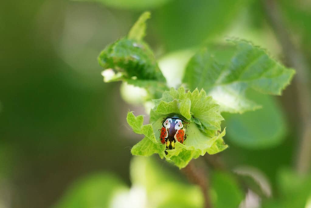 leaf beetle