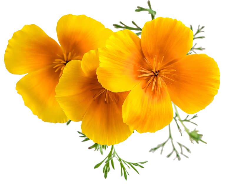 Golden Poppy