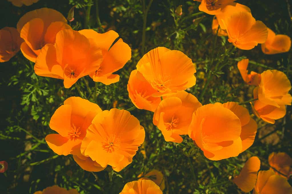 Poppies symbolize success and love in marriage.