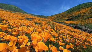 11 Beautiful Wildflowers That Grow in California photo