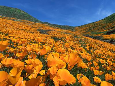 A 11 Beautiful Wildflowers That Grow in California