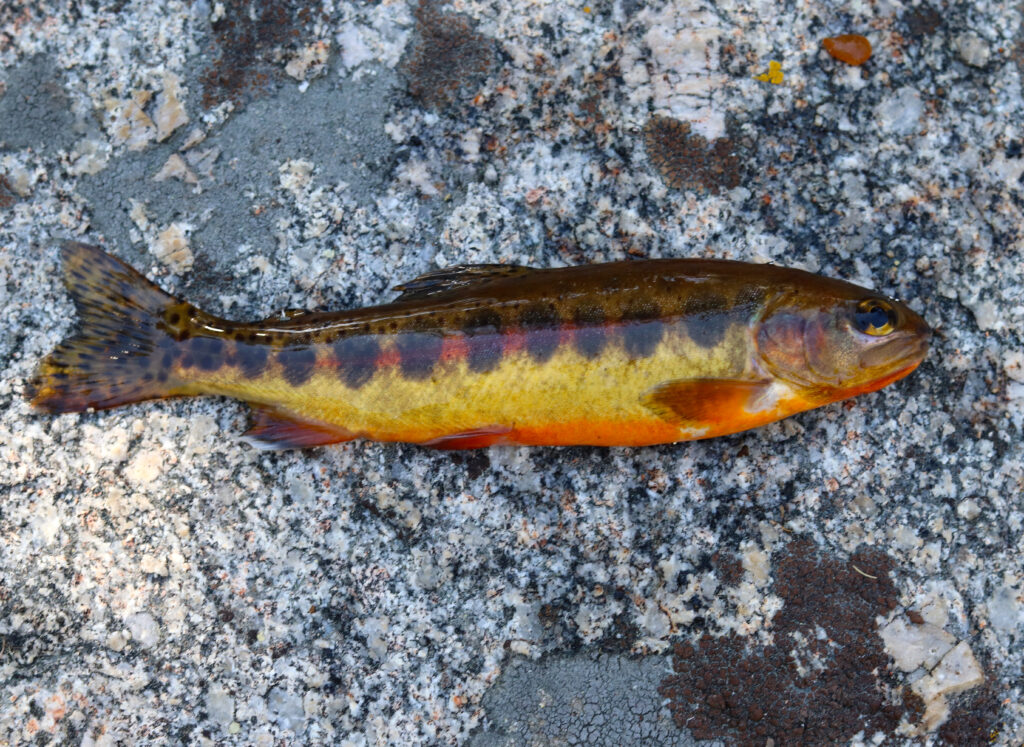 Trout  California Trout