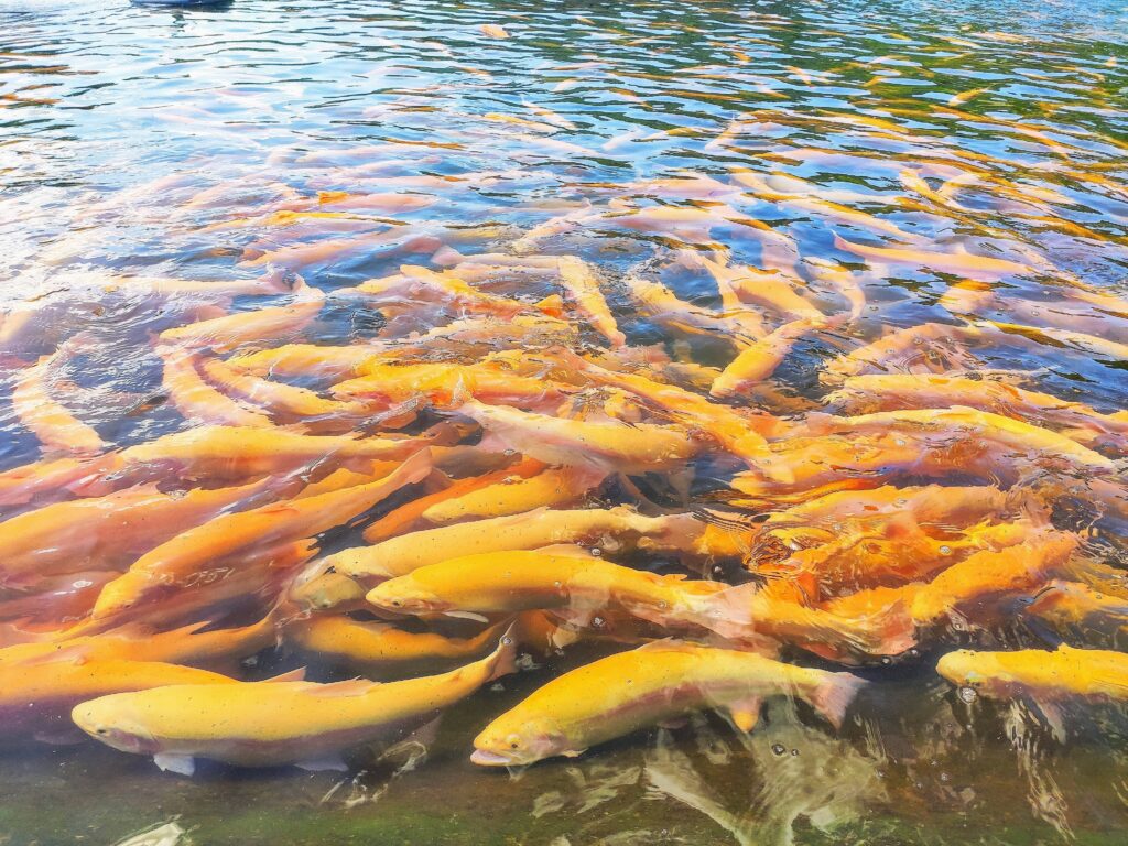 Golden trout