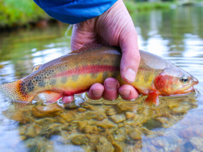 A Oncorhynchus aguabonita