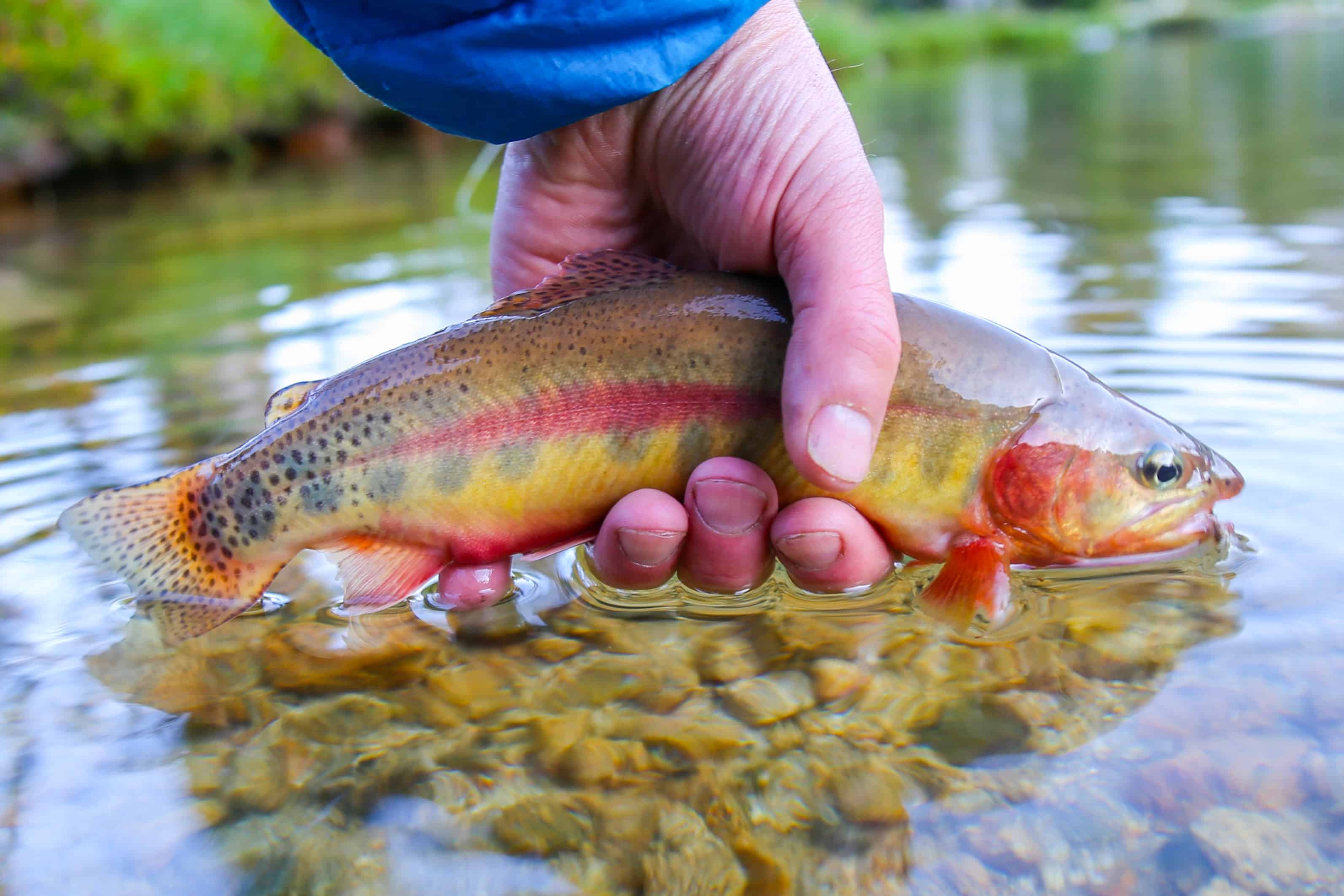 Discover the Official California State Freshwater Fish (And Where You Can Catch Them)