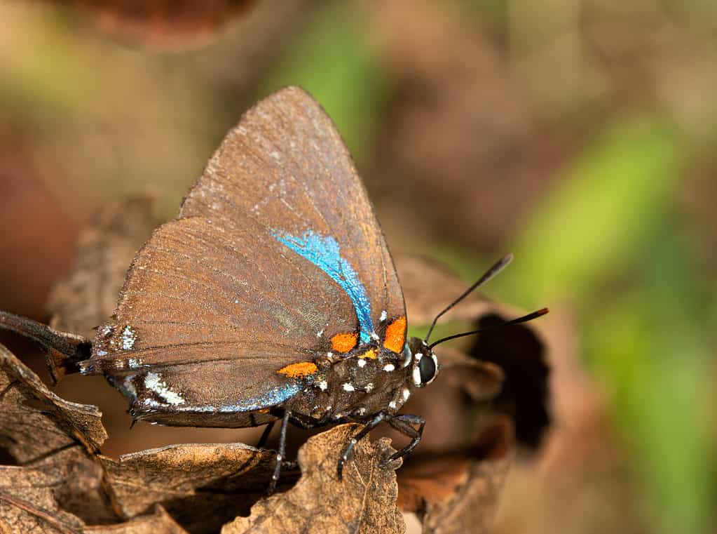 Great Purple Hairstreak butterfly