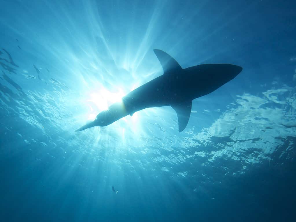 Great white shark silhouette