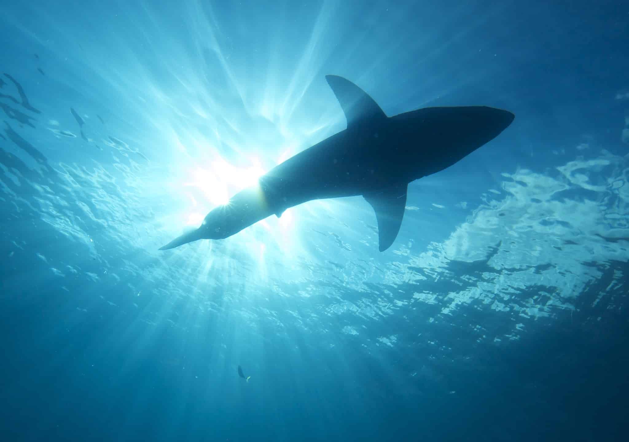 Colossal 1650 LB Great White Shark Just Spotted in South Florida Waters