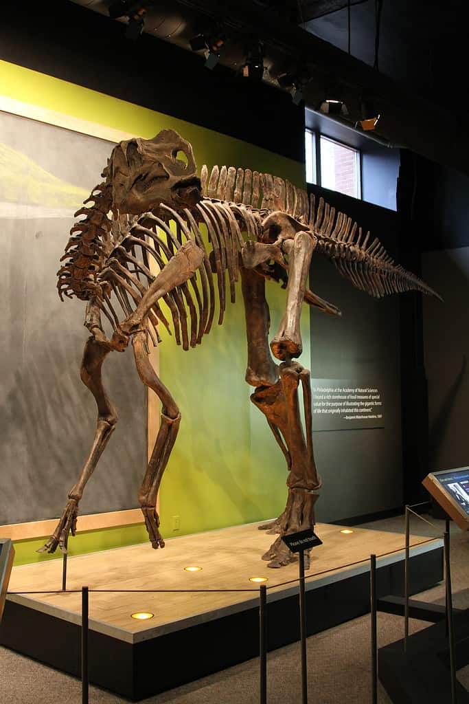 Hadrosaurus foulkii skeleton