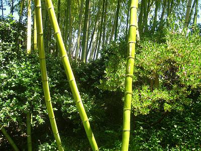 A 7 Types of Bamboo to Grow in Rhode Island