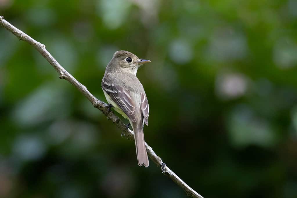 Hammond’s Flycatcher