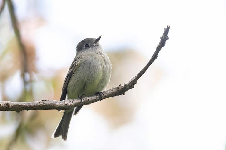 Hammond's flycatcher