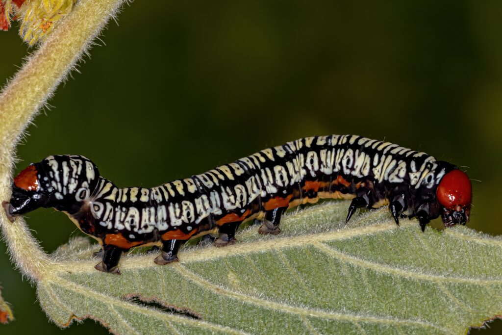 Hieroglyphic Moth Caterpillar