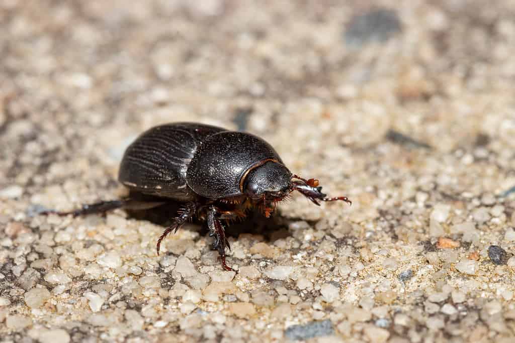 Hister Beetle