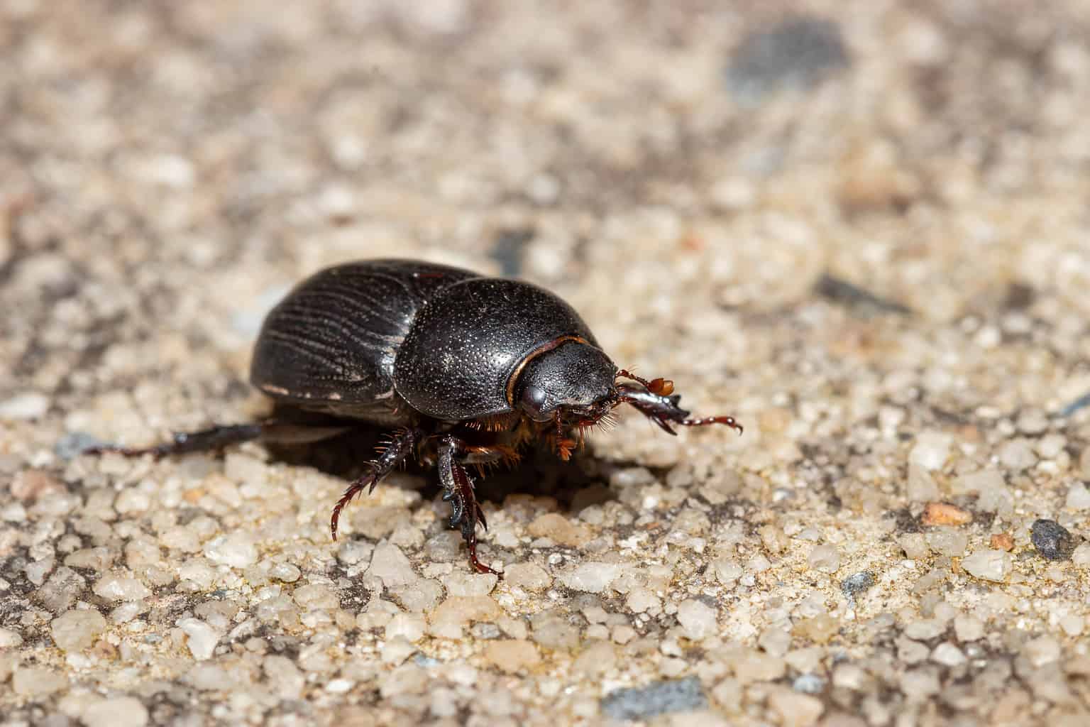 Ten Beetles Native To California A Z Animals   Hister Beetle 1536x1024 