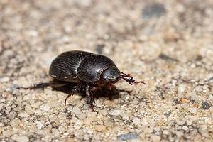 What Do Carpet Beetles Eat? Their Diet Explained. - A-Z Animals