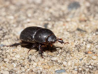 A Beetle Quiz: Test Your Beetle Knowledge!