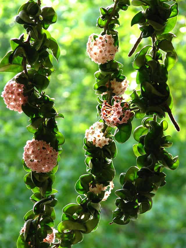 14 Types of Rare Hoya Houseplants to Collect Now - A-Z Animals