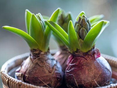 A Flower Bulbs: How To Plant, Care For, And Grow Beautiful Blooms