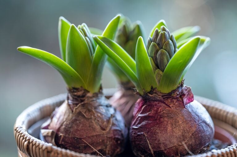 Hyacinth bulbs