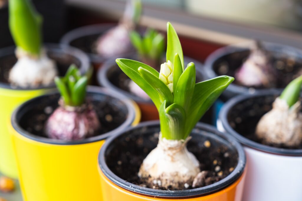 Hyacinth bulbs