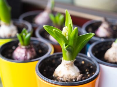A 14 Easy To Grow Bulbs