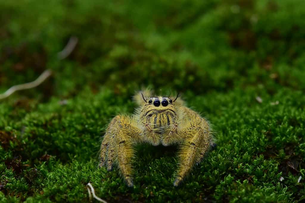 Heavy Jumping Spider