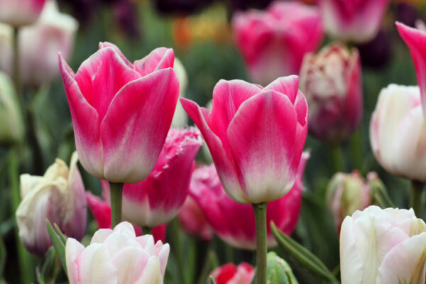 9 Tulips to Grow in Virginia - A-Z Animals