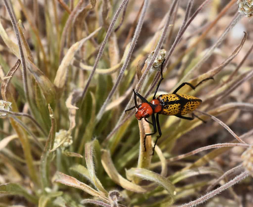 Iron Cross Blister Beetle