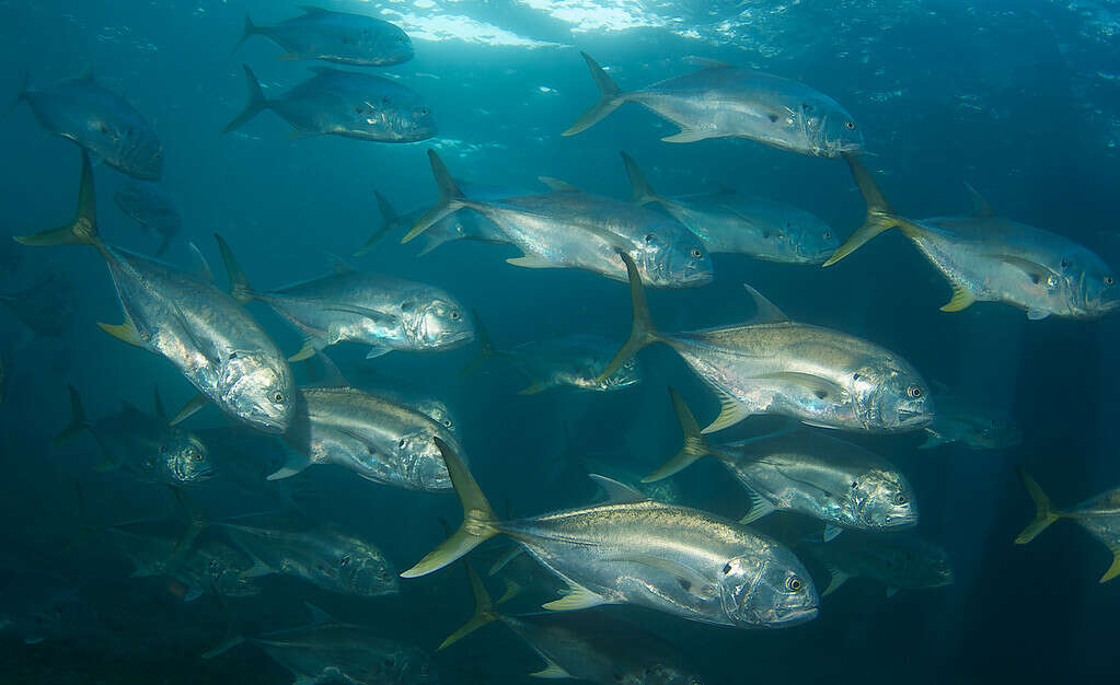 Jack Crevalle