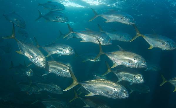 Jack Crevalle Animal Facts - Caranx hippos - A-Z Animals