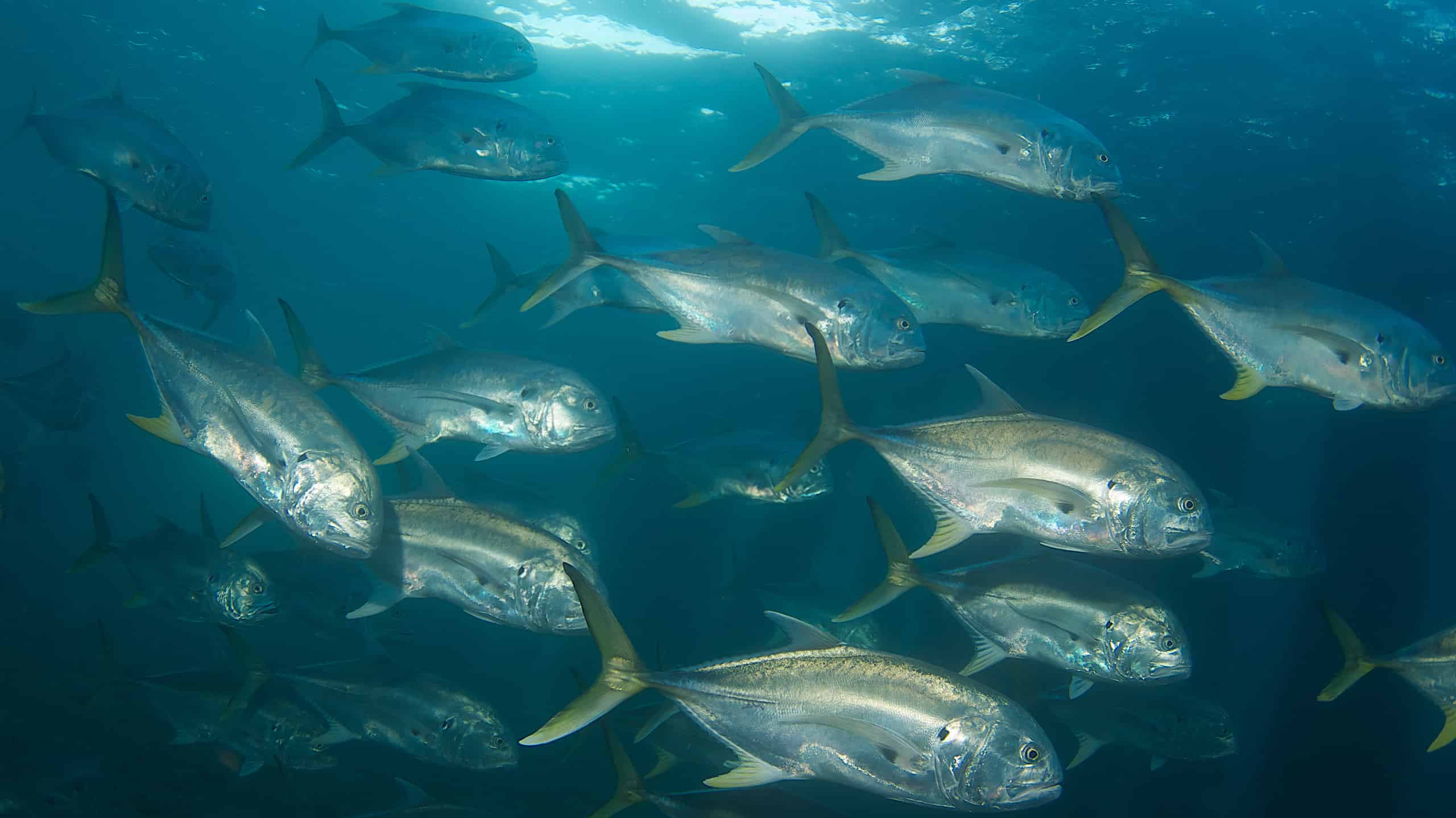 Jack Crevalle