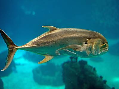 A Caranx hippos