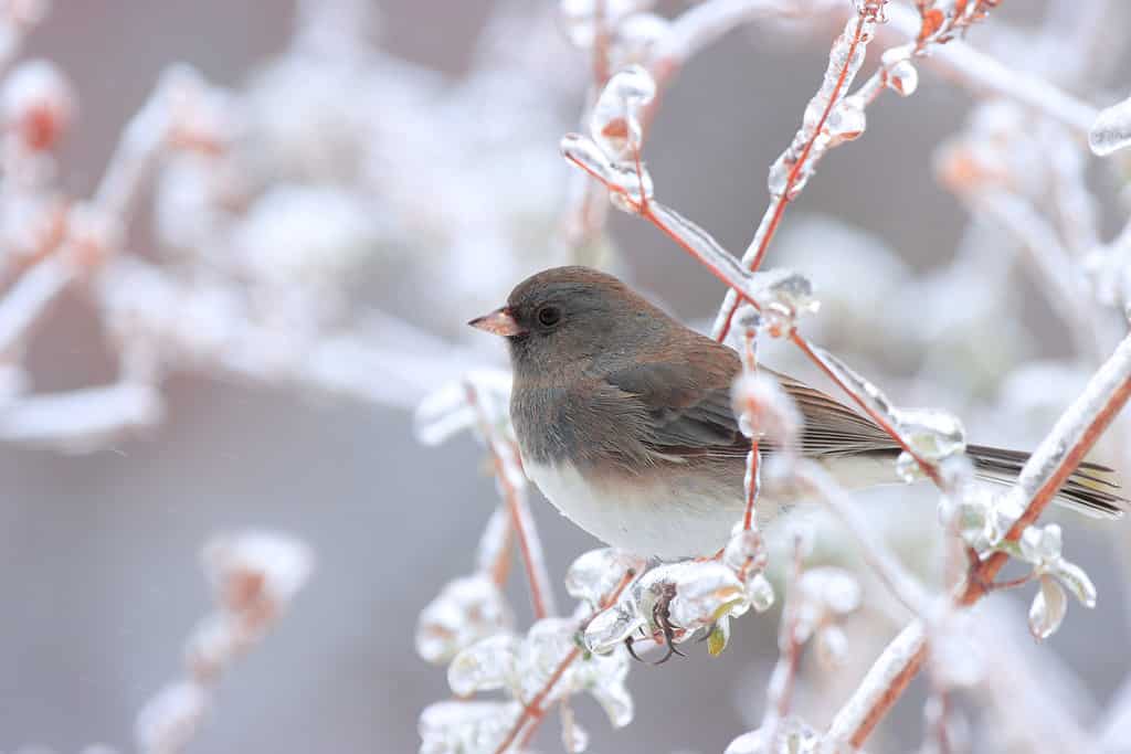 Junco in Snow and Ice
