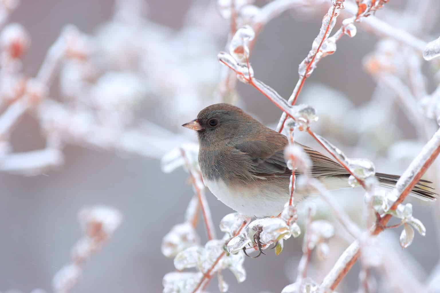 How Do Birds Survive Extreme Environments? AZ Animals