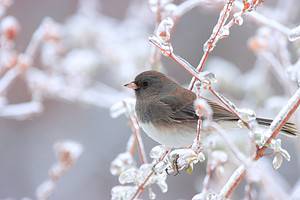 20 Birds That Spend Their Winters in Washington Picture