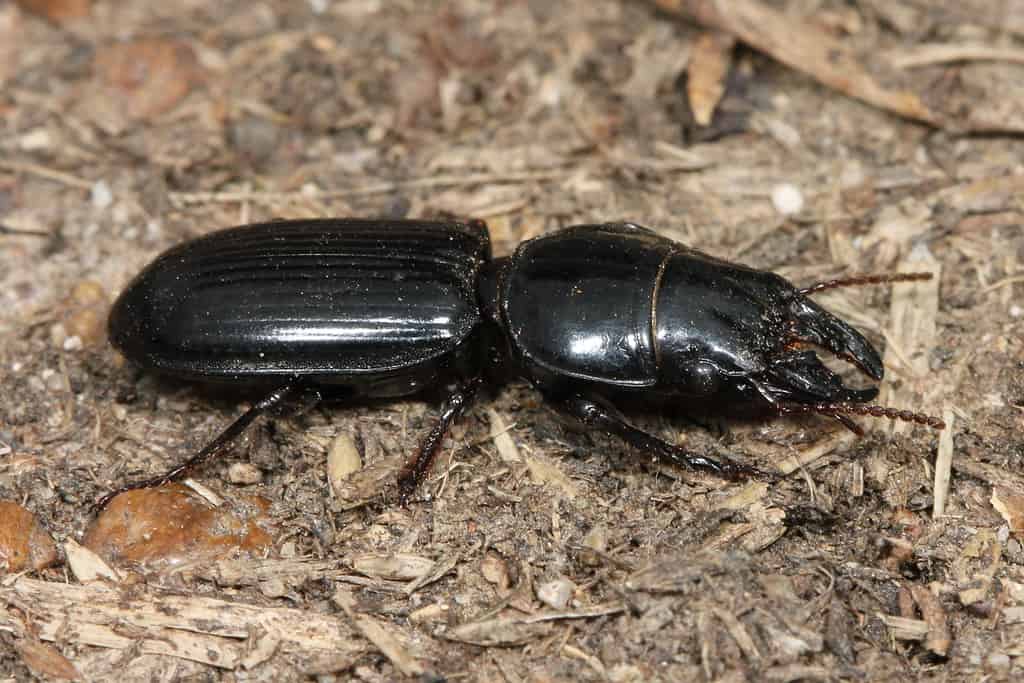 Big-Headed Ground Beetle