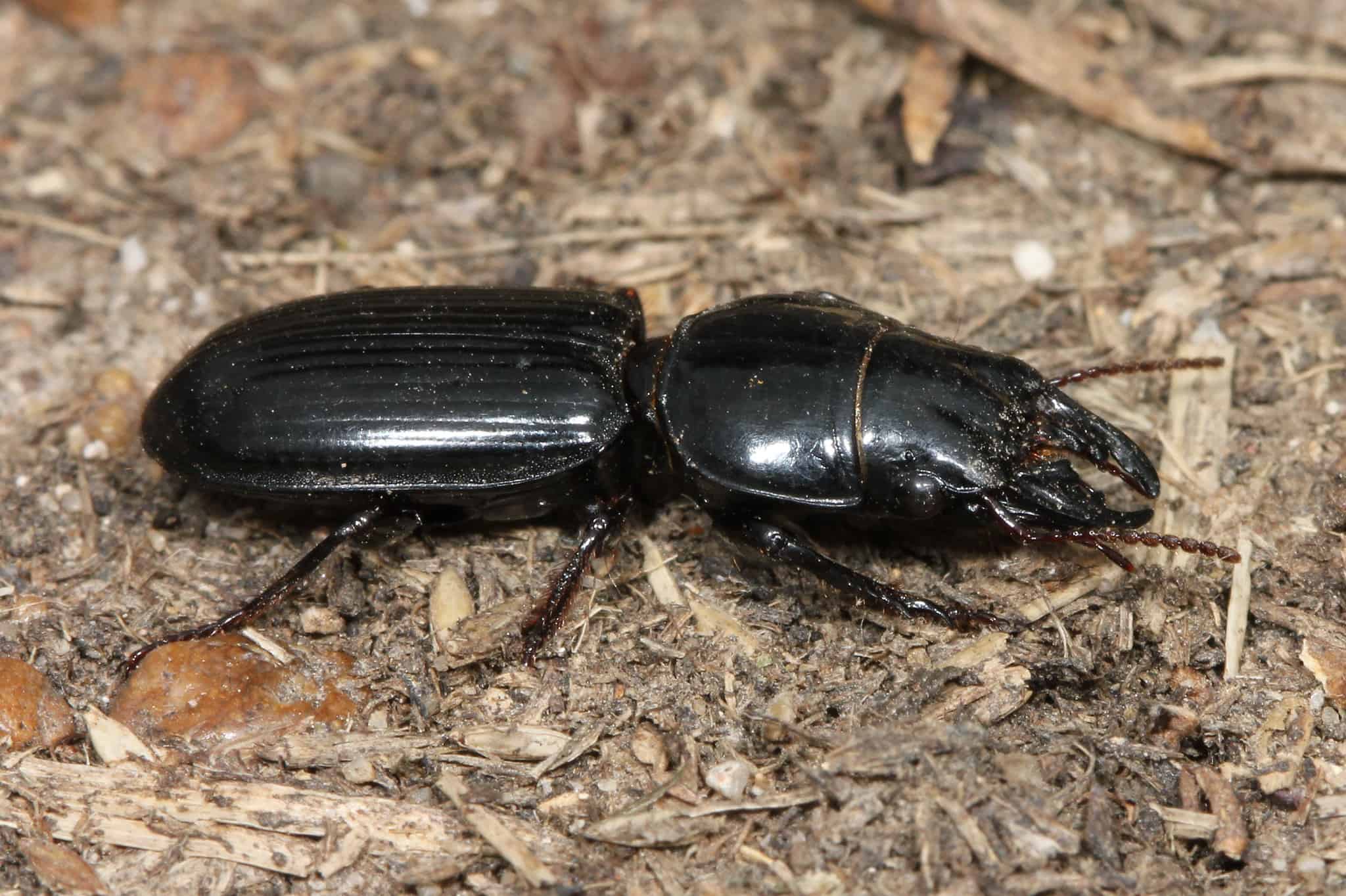 Ten Beetles Native To California A Z Animals   Kaldari Scarites Subterraneus 01 2048x1365 